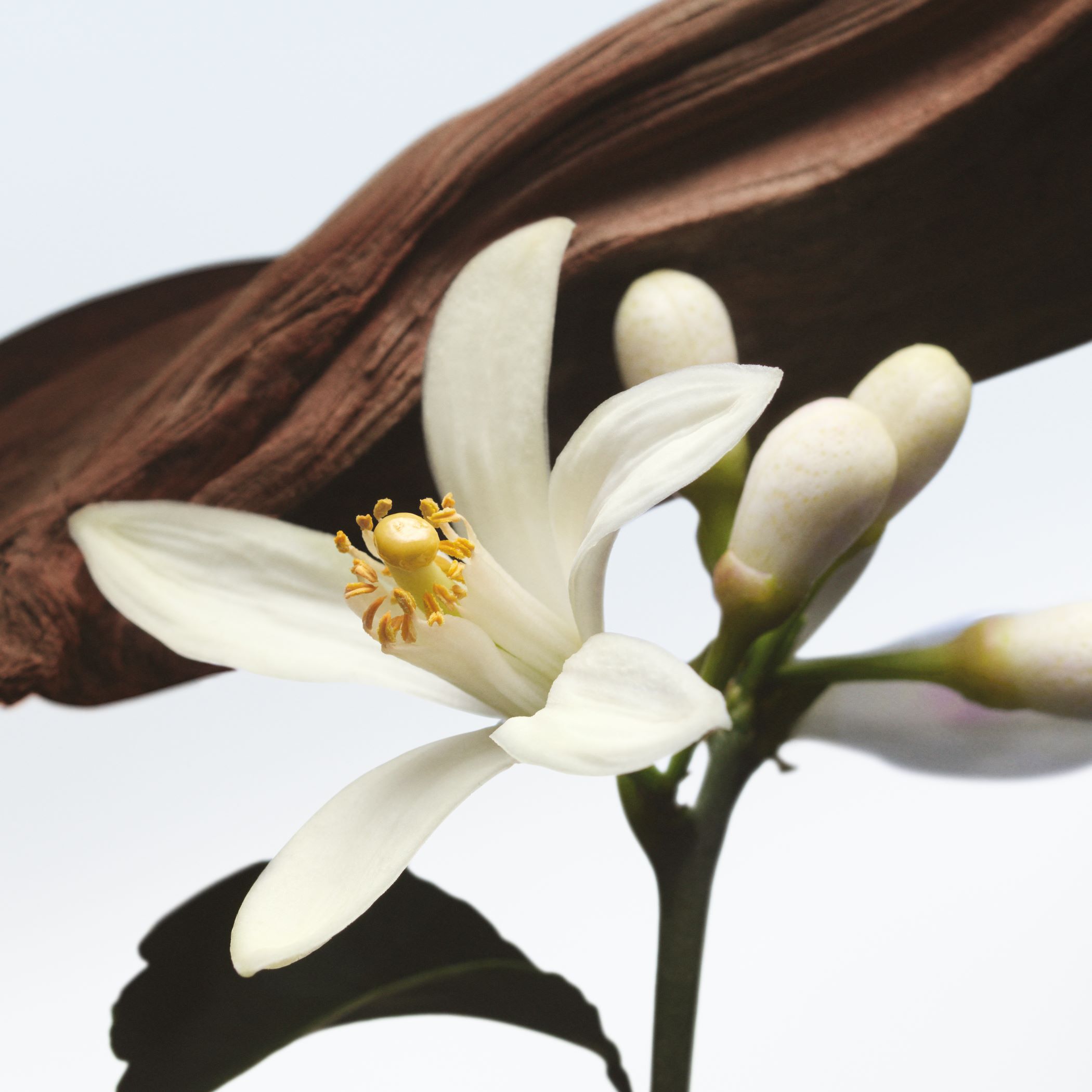 Dries Van Noten Beauty オードパルファム ジャルダン ドゥ オランジュ