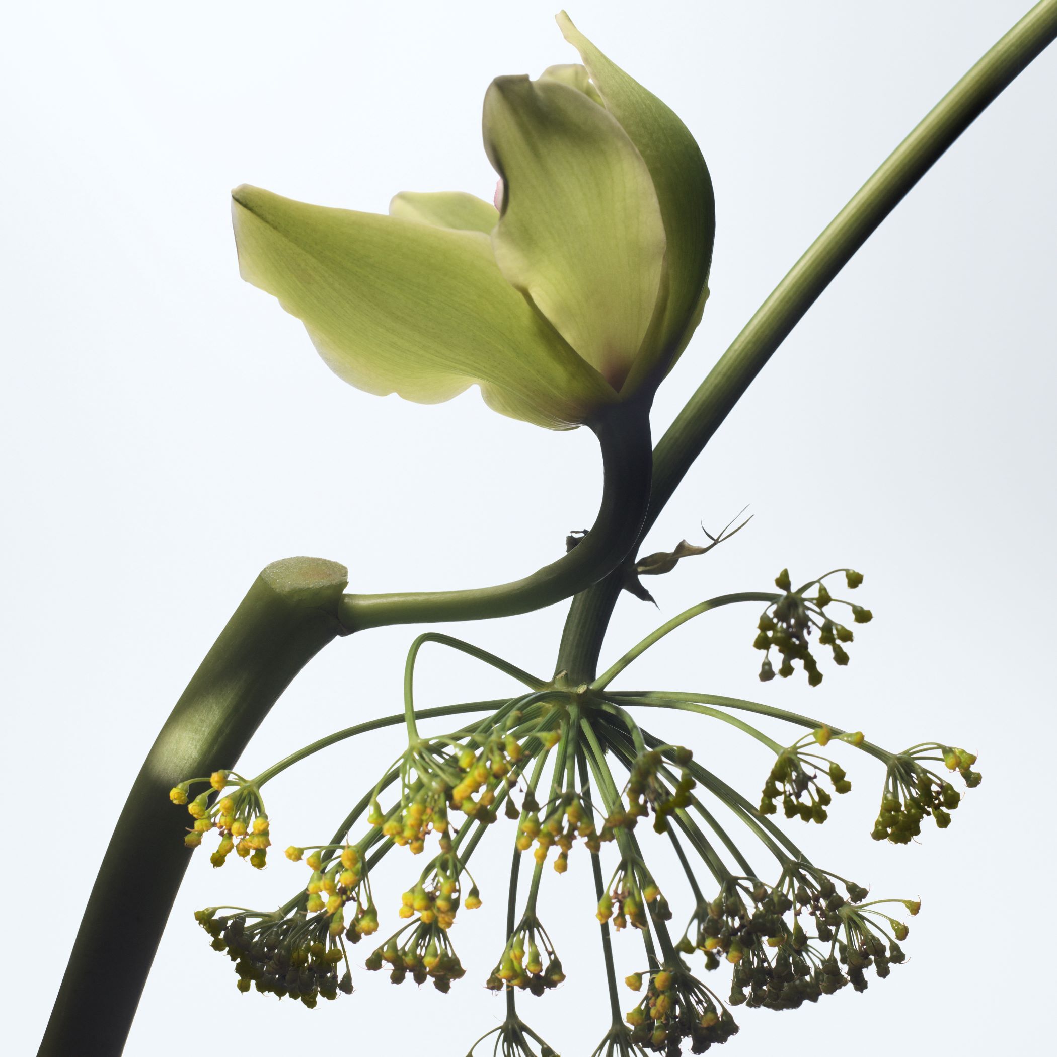 Dries Van Noten Beauty オードパルファム バニーユ カモフラージュ