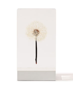 Takao Inoue  TANPOPO LIGHT