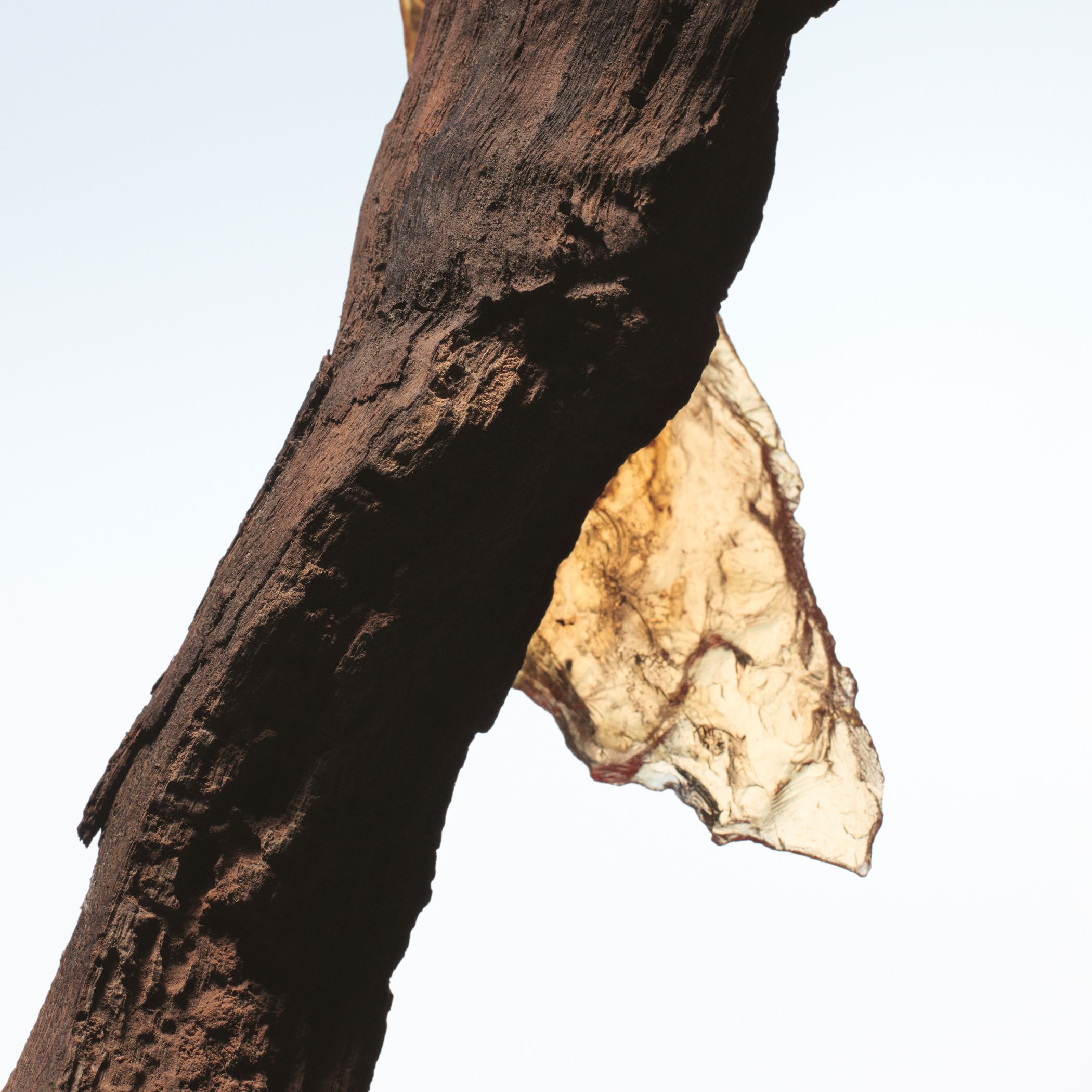 Dries Van Noten Beauty オードパルファム ロック ザ ミルラ 100ml