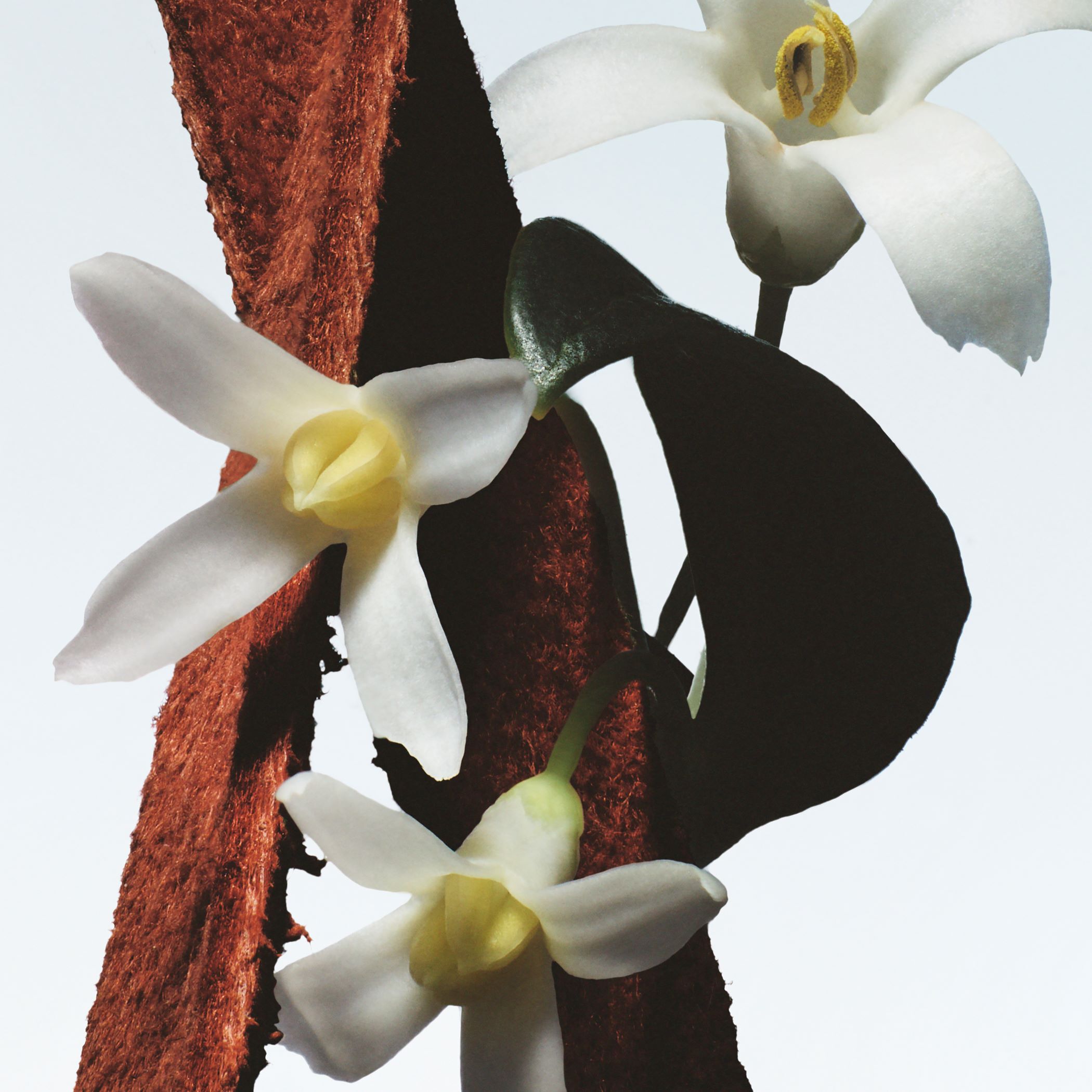 【100ML】DRIES VAN NOTEN カモミーユ サタン DRIES VAN NOTEN｜Beauty collection Eau de Parfum