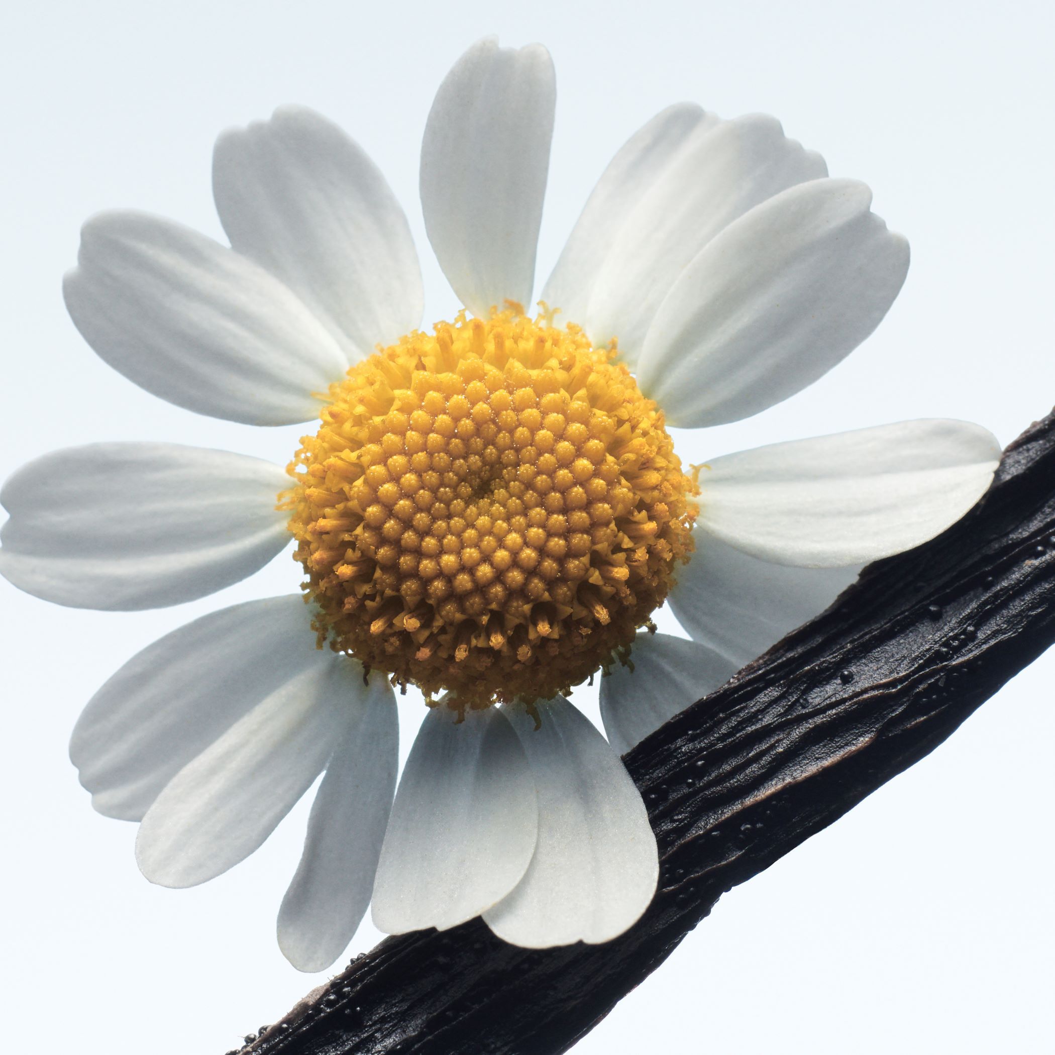 Dries Van Noten Beauty オードパルファム カモミール サテン 100ml