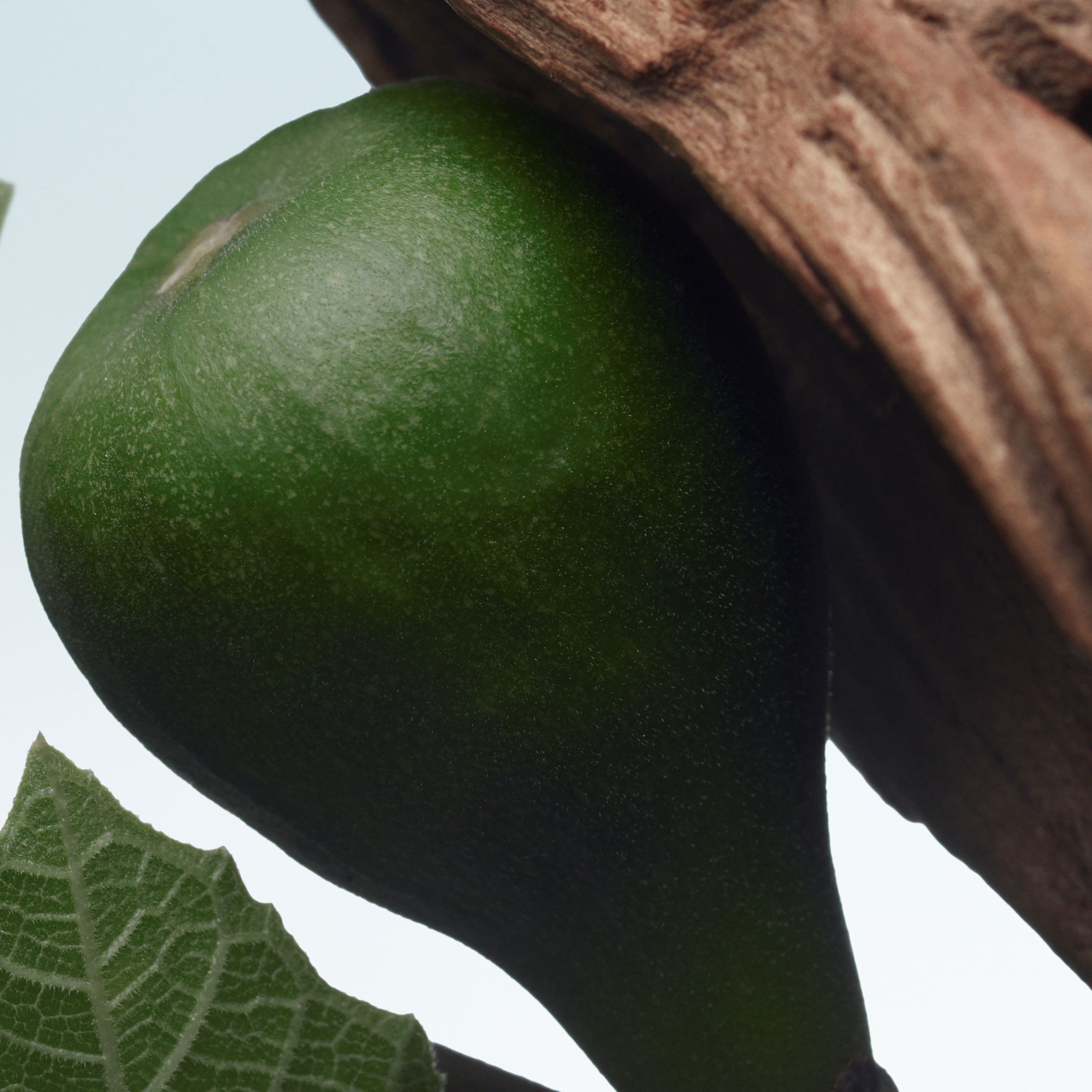 Dries Van Noten Beauty オードパルファム サンタル