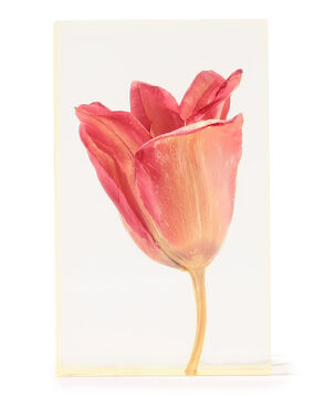 Takao Inoue TULIP RED オブジェ