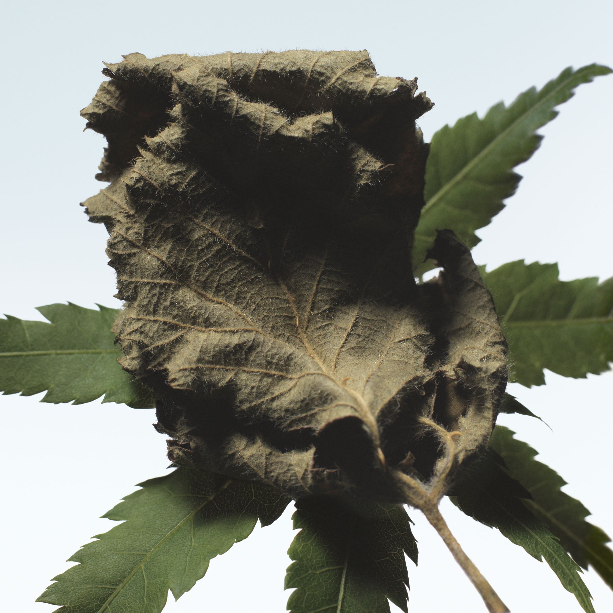 Dries Van Noten Beauty オードパルファム ボワデ フォンデゥ 100ml