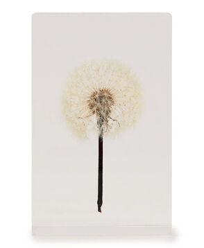 Takao Inoue TAMPOPO オブジェ