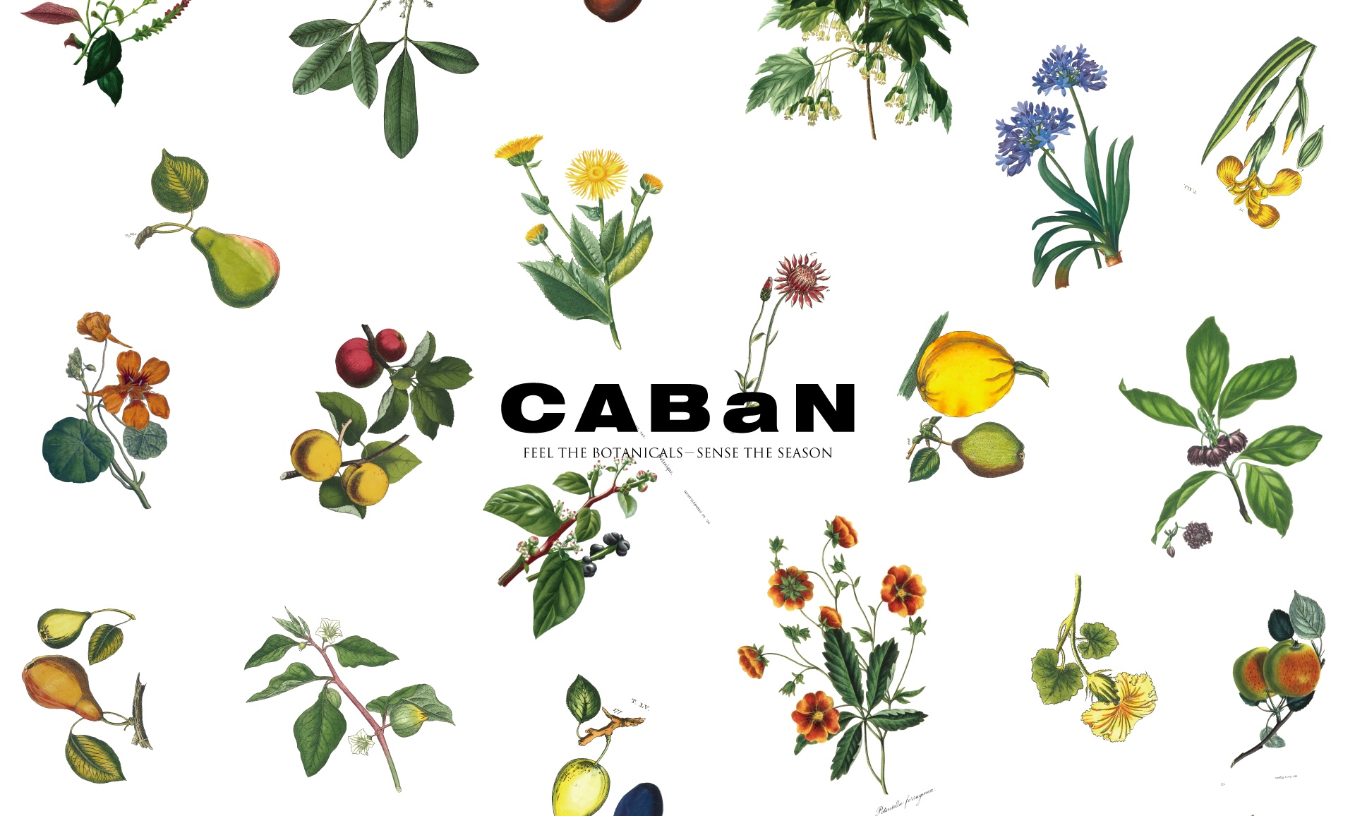 CABaN(キャバン)公式通販