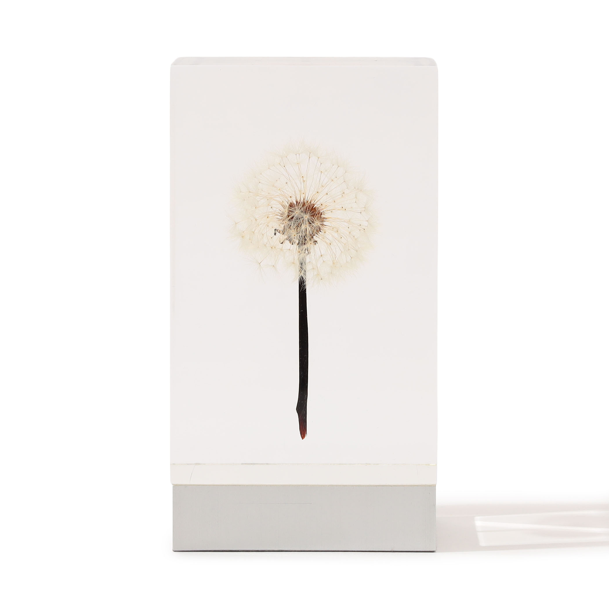 Takao Inoue  TANPOPO LIGHT