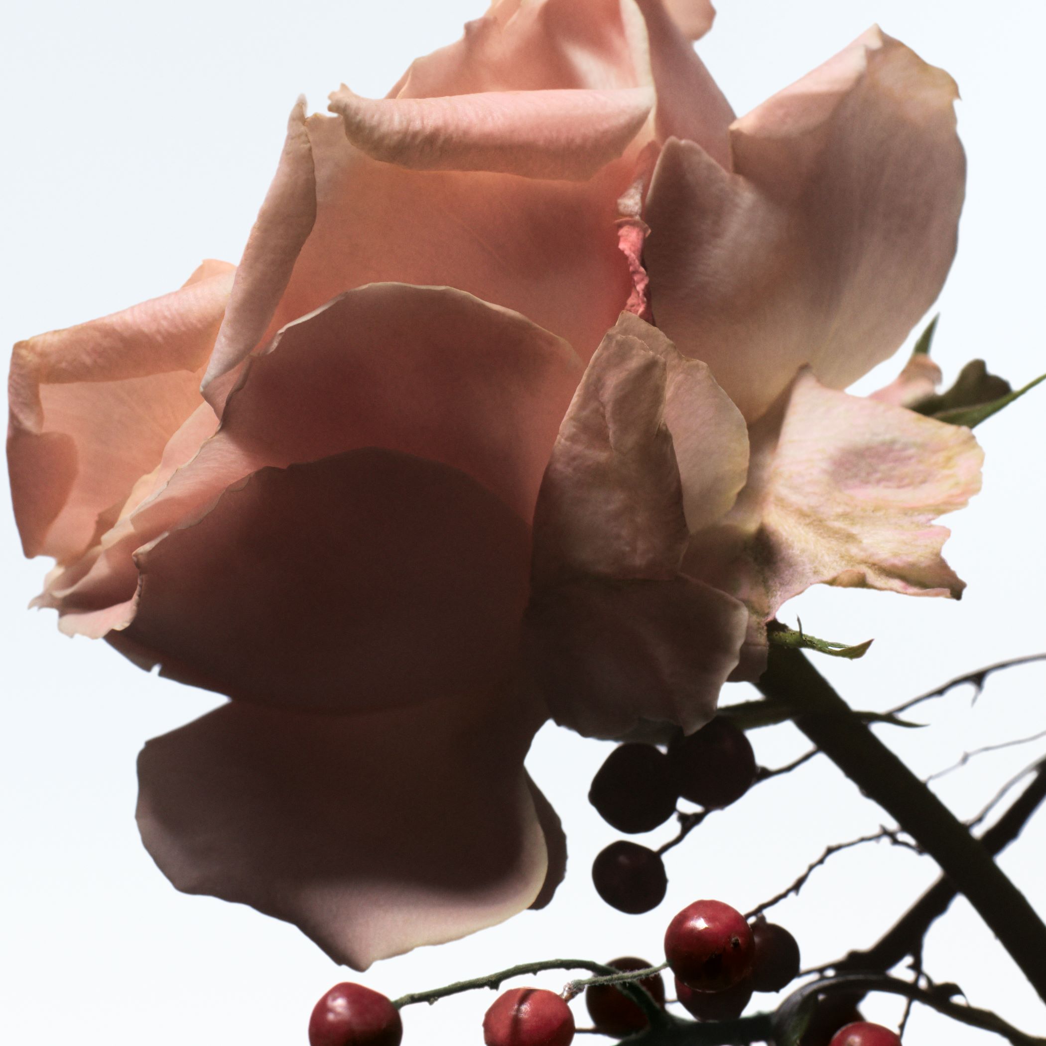 Dries Van Noten Beauty オードパルファム レイビング ローズ 100ml