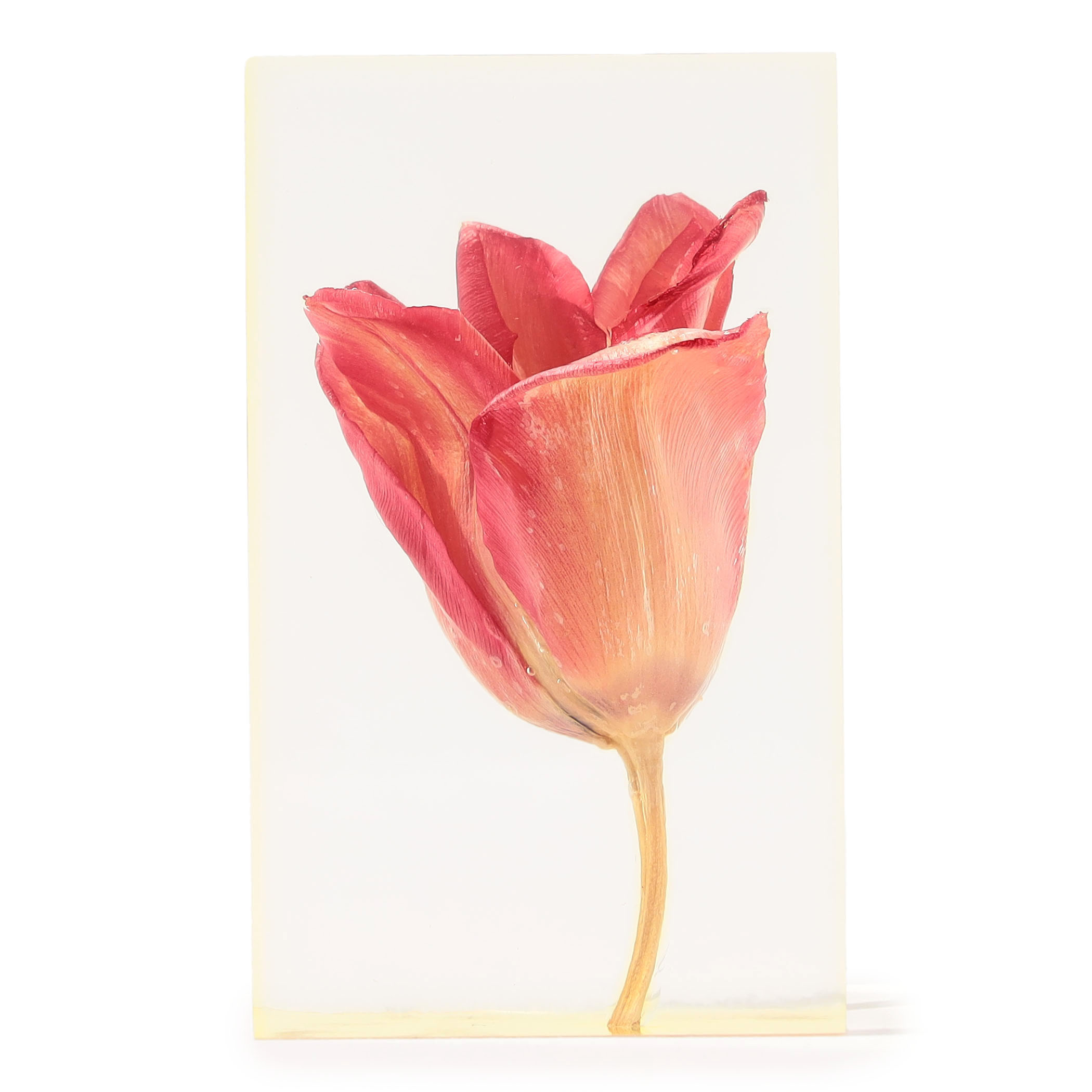 Takao Inoue TULIP RED オブジェ
